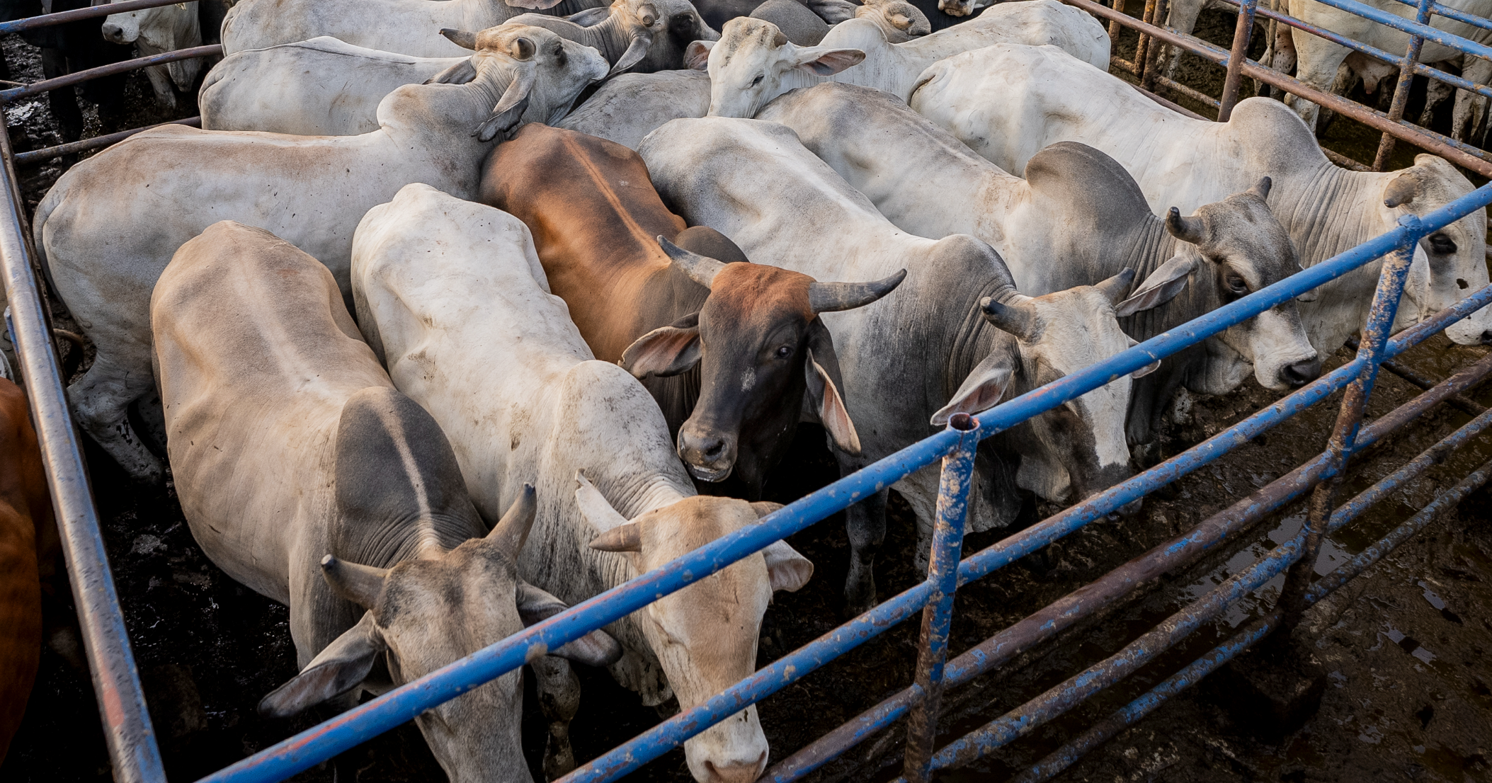 El sector ganadero impulsó la economía colombiana en 2024