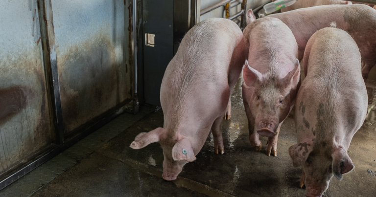 Innovaciones tecnológicas en el sacrificio digno