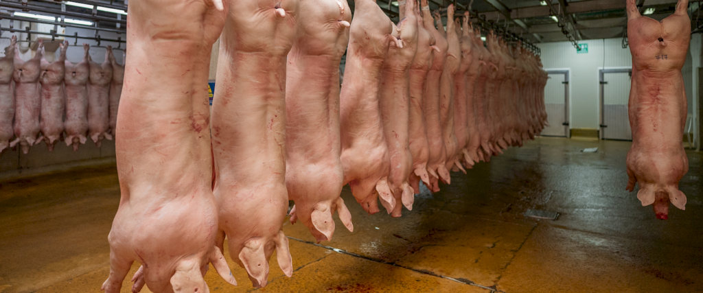 Almacenamiento de canales refrigeradas - Galería