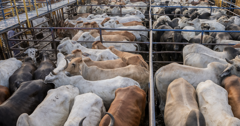 Beneficio de ganado bovino
