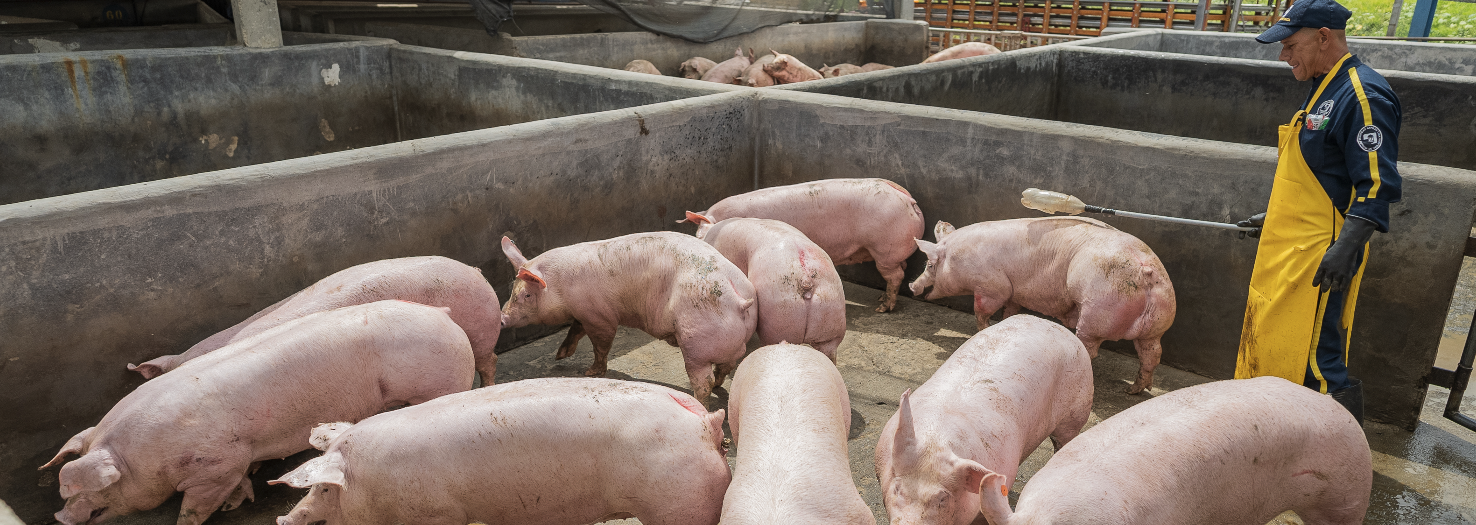 Beneficio de ganado porcino