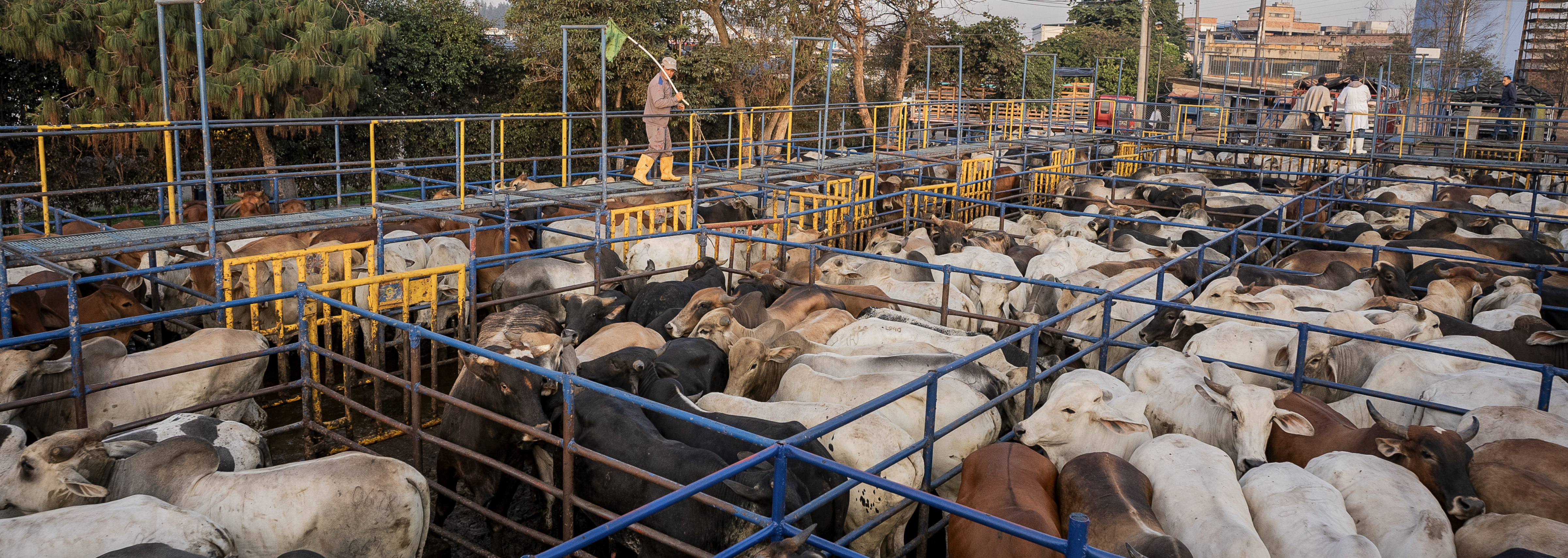Beneficio de ganado bovino
