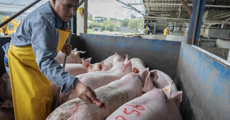 Pesaje de animales en pie