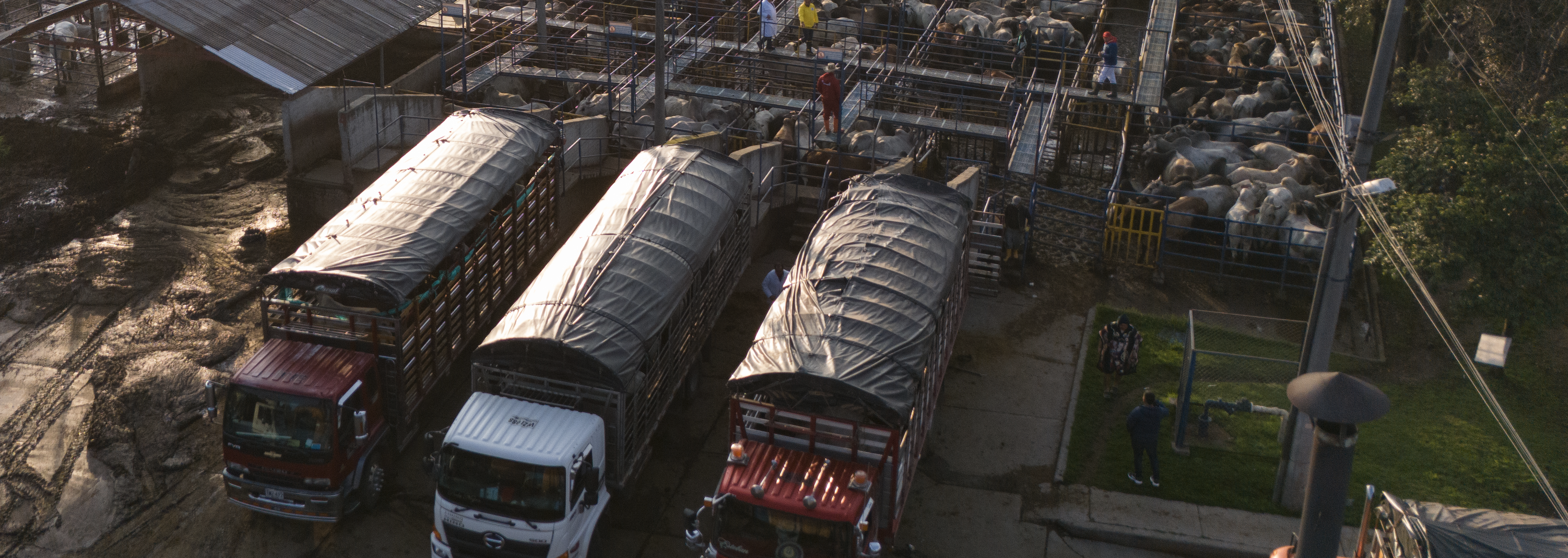 Recepción de bovinos y porcinos en pie