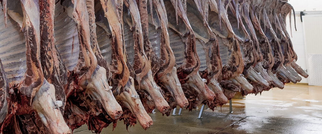 Almacenamiento de canales refrigeradas - Galería