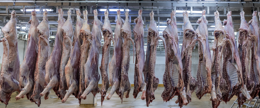 Almacenamiento de canales refrigeradas - Galería