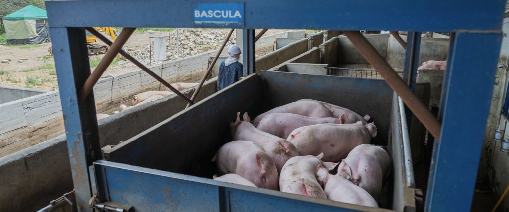 Pesaje de animales en pie - Galería