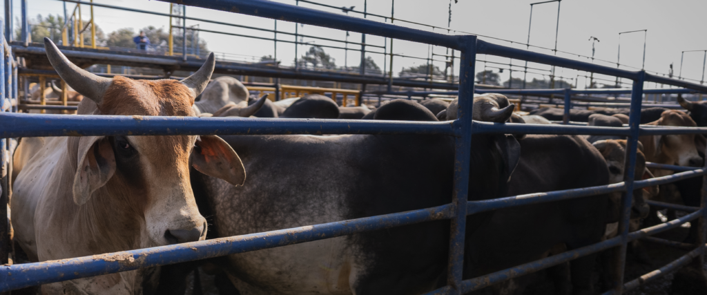 Pesaje de animales en pie - Galería