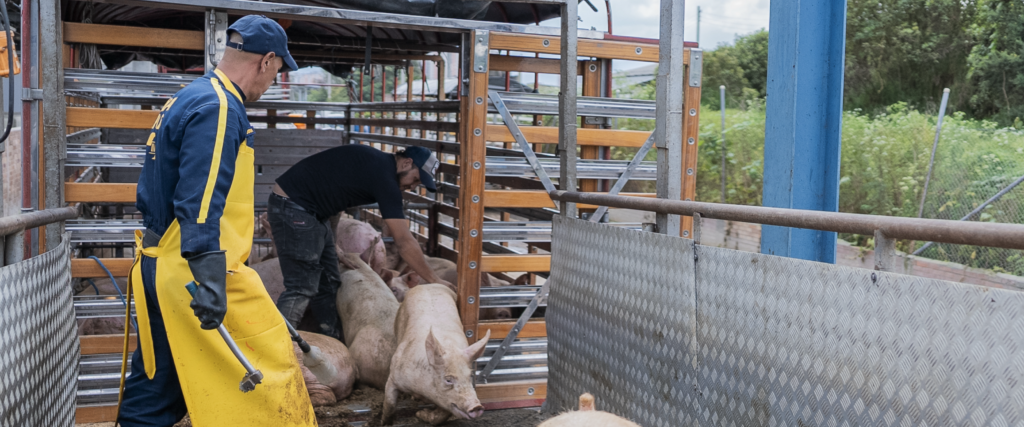 Recepción de bovinos y porcinos en pie - Galería