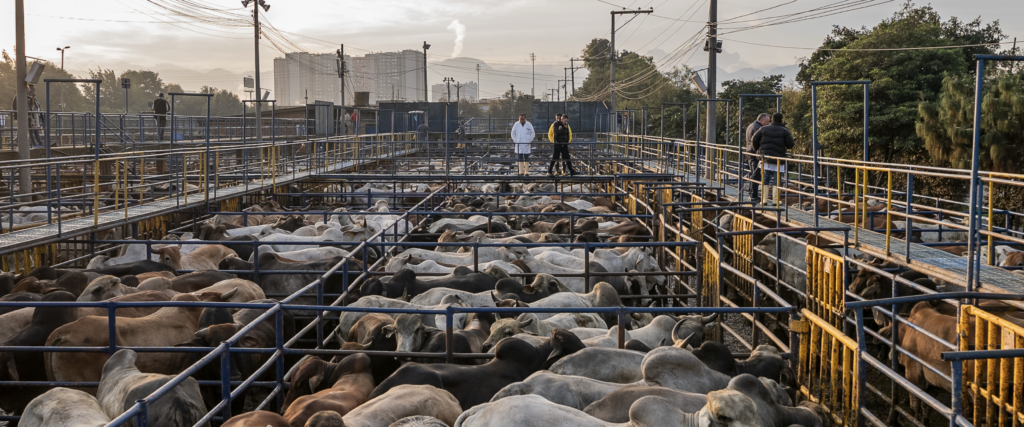 Recepción de bovinos y porcinos en pie - Galería