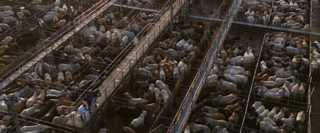 Recepción de bovinos y porcinos en pie - Galería