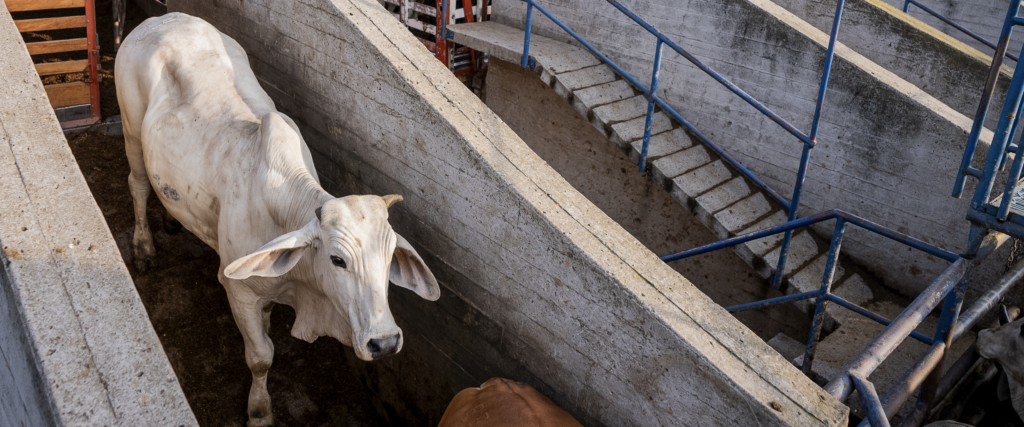 Recepción de bovinos y porcinos en pie - Galería