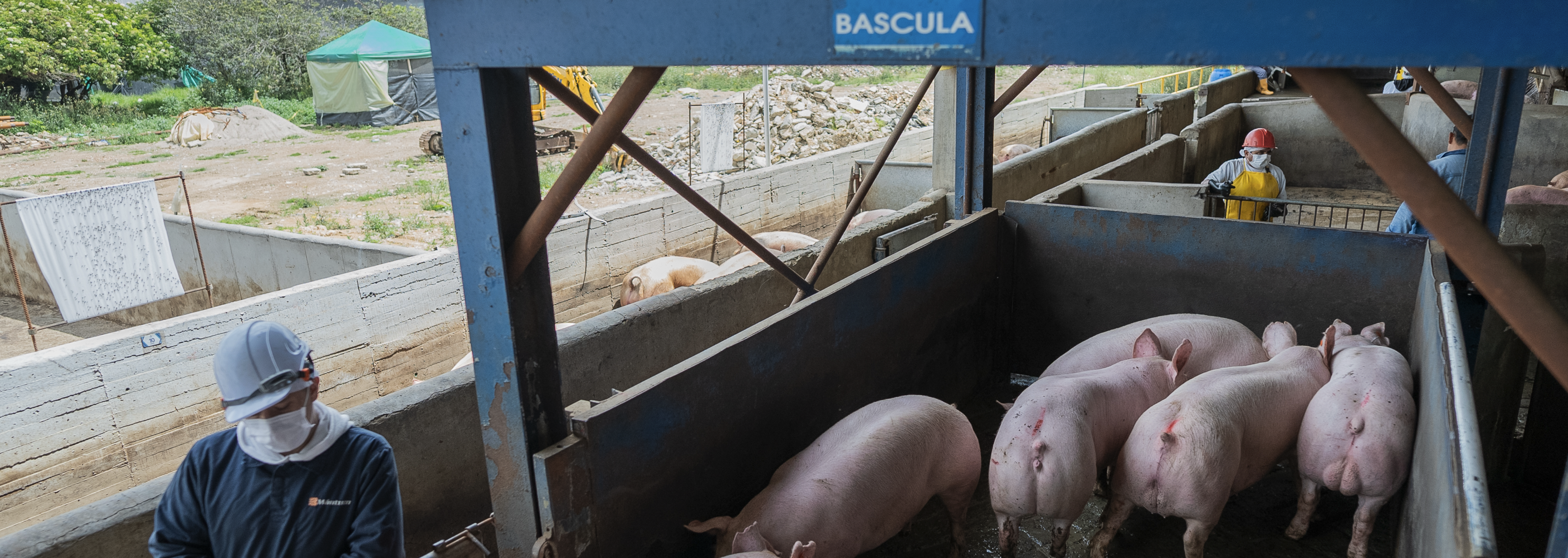 Pesaje de animales en pie