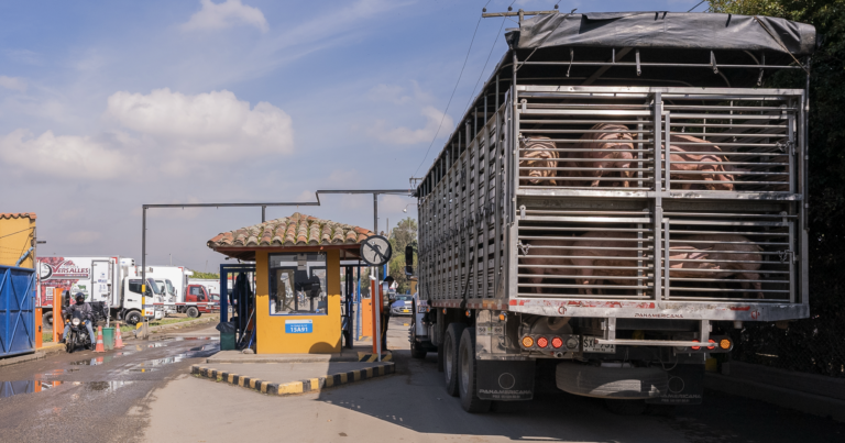 Recepción de bovinos y porcinos en pie